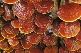22 Best Ganoderma Lucidum ideas | ganoderma, ganoderma lucidum, stuffed  mushrooms