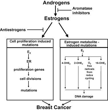 Estrogen receptor-dependent and independent mechanisms of breast cancer  carcinogenesis - ScienceDirect