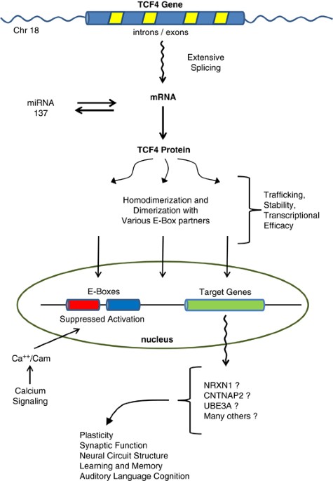 Pitt–Hopkins Syndrome: intellectual disability due to loss of  TCF4-regulated gene transcription | Experimental & Molecular Medicine
