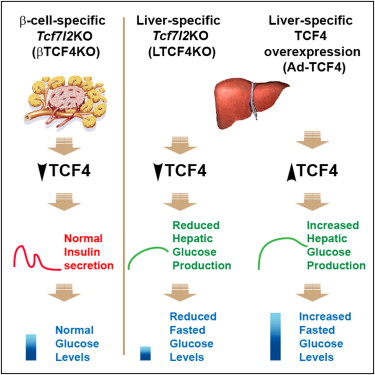 نتیجه تصویری برای TCF4 gene