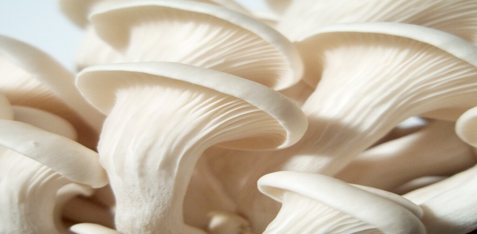 Elm Oyster - Hypsizygus ulmarius - Pure Culture for organic mushroom  cultivation according to Regula, 43,90 €