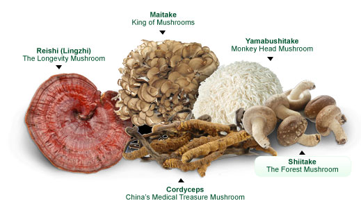 Buy Mushroom Science medicinal mushrooms - Reishi, coriolus turkey tail psp  psk, 5 mushroom formula, chaga, cordyceps, agaricus, maitake. Canada, USA,  Worldwide.