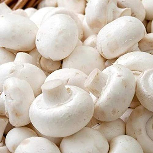Agaricus Bisporus Mushroom, Pack Size: 200 G, Rs 180 /kilogram Prafull  Mushrooms | ID: 20317726912