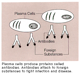 Illustration of plasma cells and antibodies attached to foreign substances