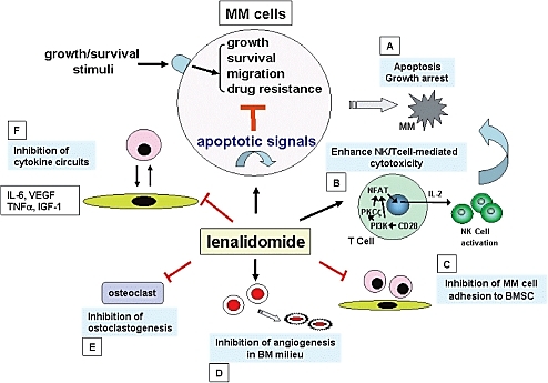 Potential mechanisms of action of anti-MM activity of lenalidomide