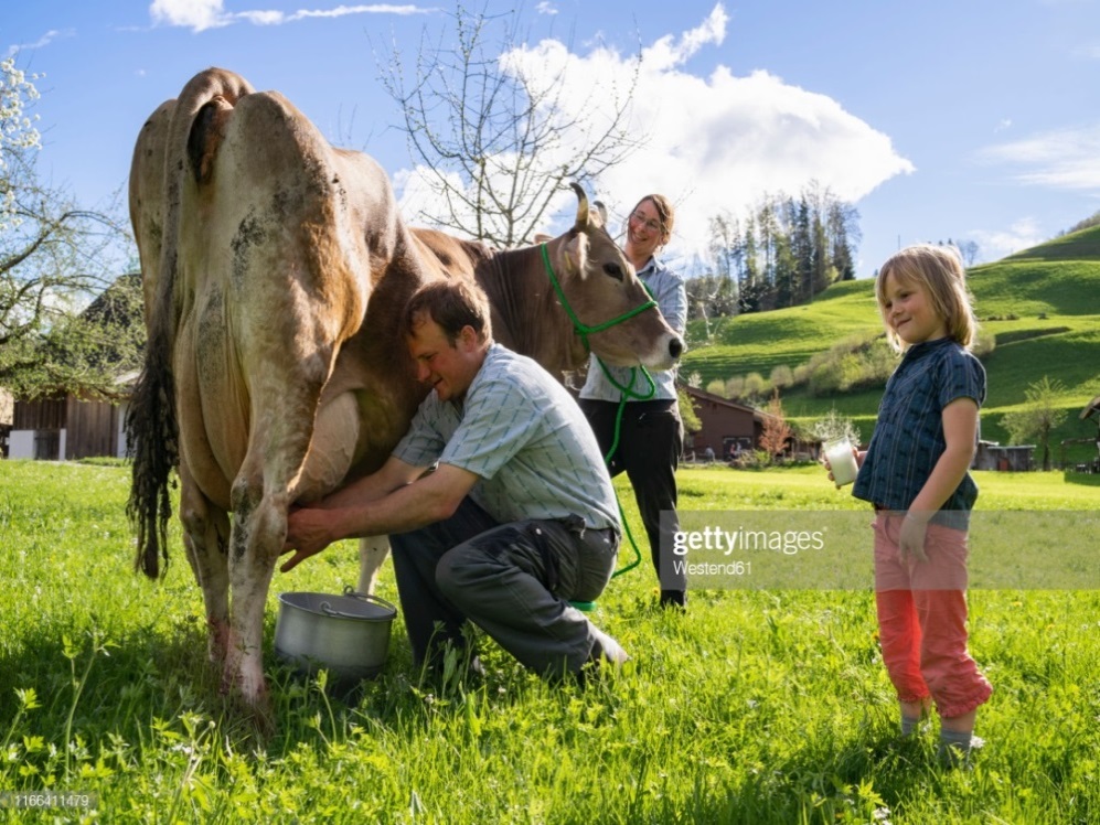 Farmer with his family milking a cow on pasture : Stock Photo