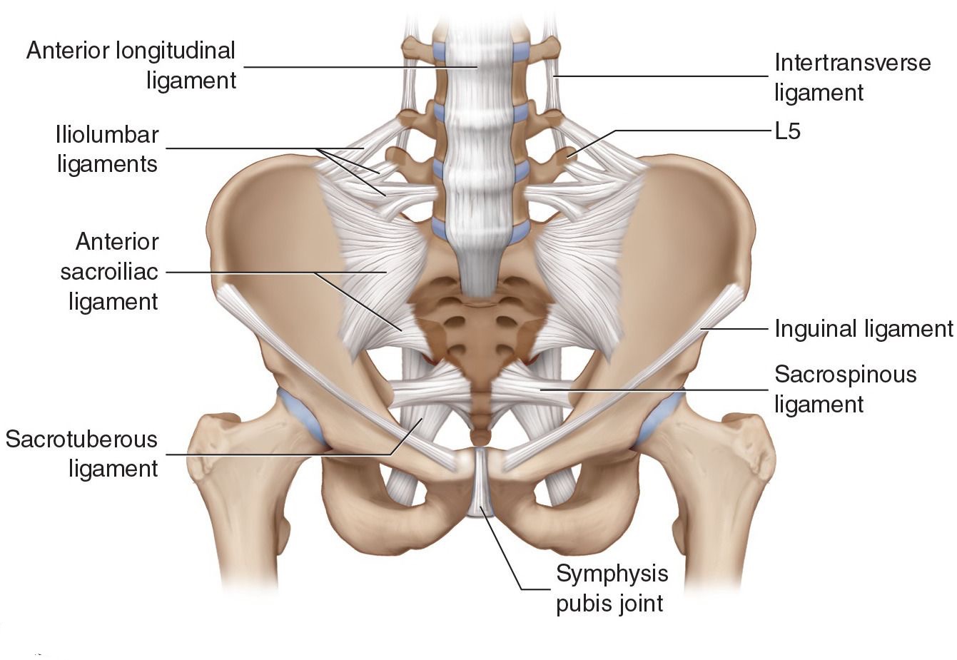 The Iliolumbar Ligament and Spinal Loading – P-DTR® USA