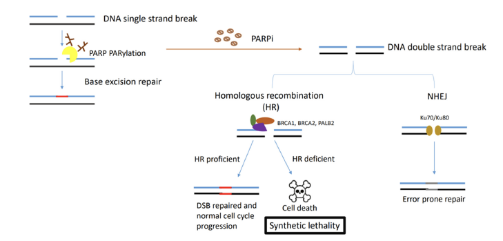 A diagram of a cell line

Description automatically generated