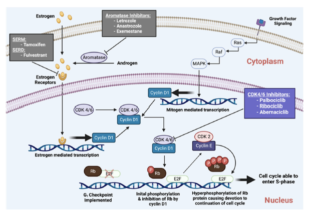 A diagram of a cell cycle

Description automatically generated