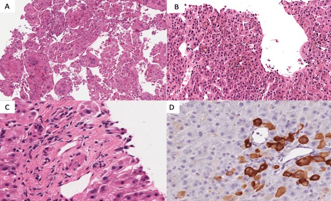 A collage of different images of cells

Description automatically generated