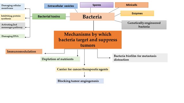A diagram of bacteriaDescription automatically generated