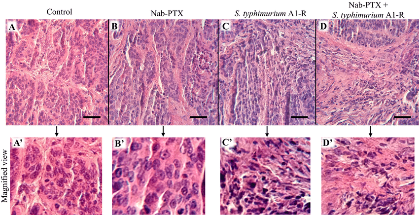 A collage of images of cellsDescription automatically generated