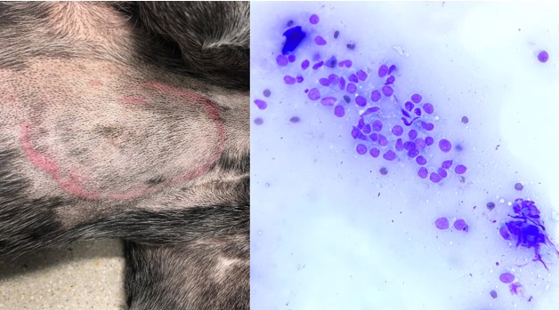 Close-up of a dog's back

Description automatically generated