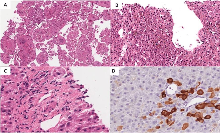 A collage of different images of cells  Description automatically generated