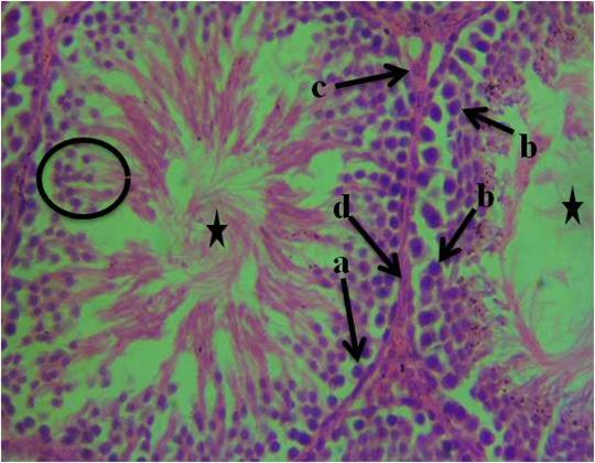 A microscope view of a cellDescription automatically generated