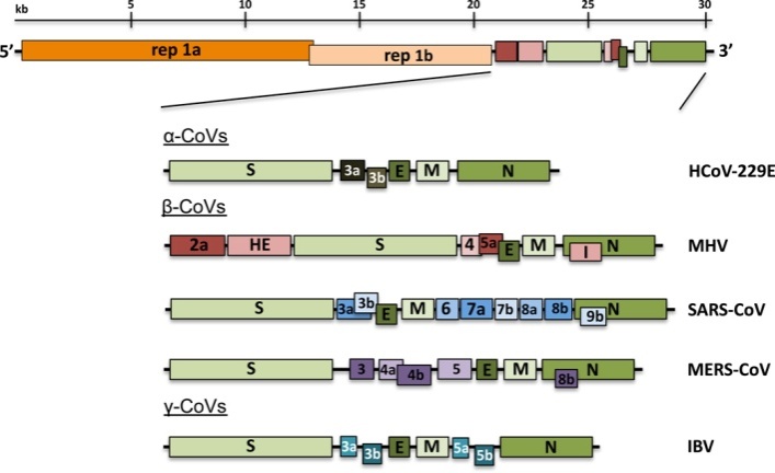 A diagram of a virusAI-generated content may be incorrect.