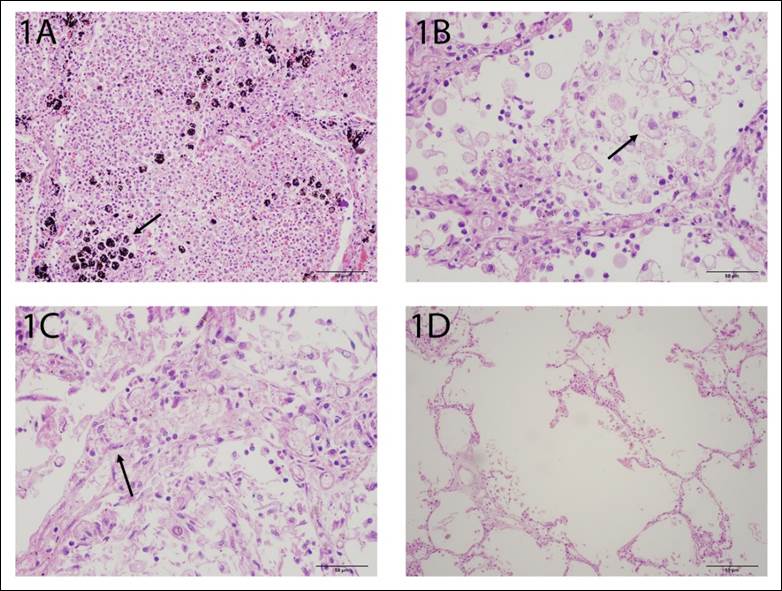A collage of images of cells

AI-generated content may be incorrect.